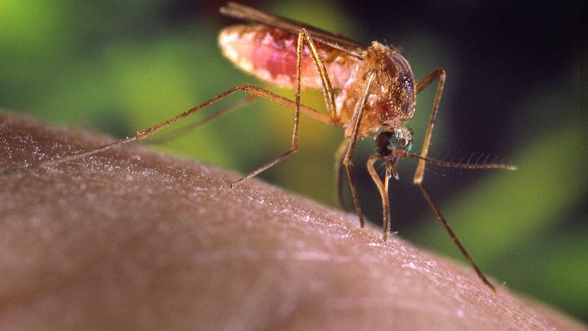 First West Nile-positive mosquitoes of the year confirmed in Chicago