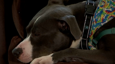 Shelter pup gets pampered at suburban hotel ahead of adoption event