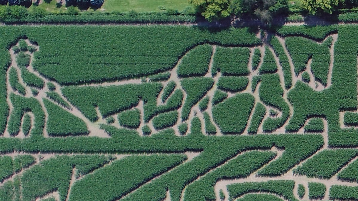 ‘World’s largest corn maze’ in Illinois unveils 2024 theme NBC Chicago