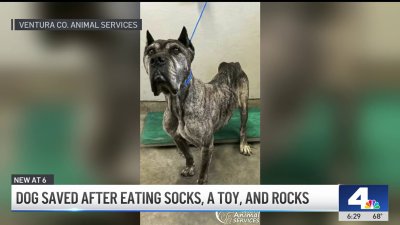 Dog receives surgery for eating socks and rocks