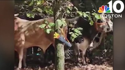 Group of bulls escape from rodeo in North Attleboro, Mass.