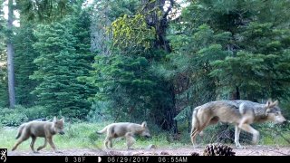 FILE – This remote camera image provided by the U.S. Forest Service shows a female gray wolf and two of the three pups born in 2017 in the wilds of Lassen National Forest in northern California on June 29, 2017.