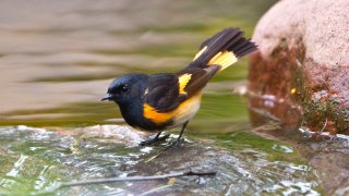 Minnesota, American Redstart. (Photo by: Bernard P. Friel/Universal Images Group via Getty Images)