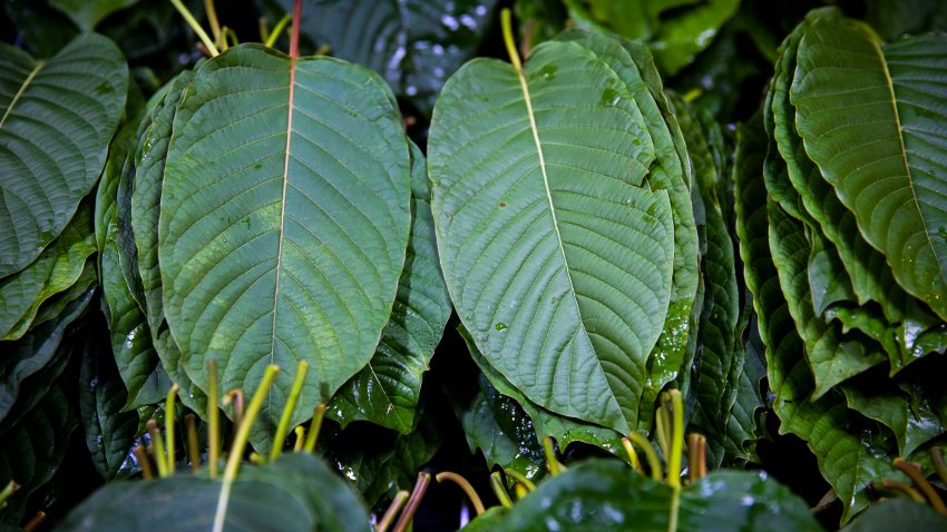 BANGKOK, THAILAND – OCTOBER 17: Kratom leaves on sale at the Din Daeng Market on October 17, 2021 in Bangkok, Thailand. In April 2021, the start of Thailand’s third and most deadly wave of the COVID-19 pandemic, the Thai government banned the sale of alcohol in restaurants and bars, crippling the already suffering food and beverage industry. With a lack of government aid and support, some bars have shuttered their doors in hopes of reopening post-lockdown, while others shuttered their doors for good. But six months into Thailand’s most recent lockdown, Niks Anuman-Rajadhon, owner of Teens of Thailand, a gin bar located in a renovated shophouse in Bangkok’s Chinatown, decided that instead of waiting for the government to allow the sale of alcohol again, they would take advantage of Thailand’s recent legalization of Kratom.  Kratom is a locally grown herbal drug with mild opioid and stimulant effects and was reclassified from a type-5 narcotic to a legal-to-grow herb in August 2021. While Thailand prepares for a tentative reopening on November 1st, the alcohol ban and curfew are set to continue, leaving business owners questioning if the country can revive its suffering tourism industry. (Photo by Lauren DeCicca/Getty Images)