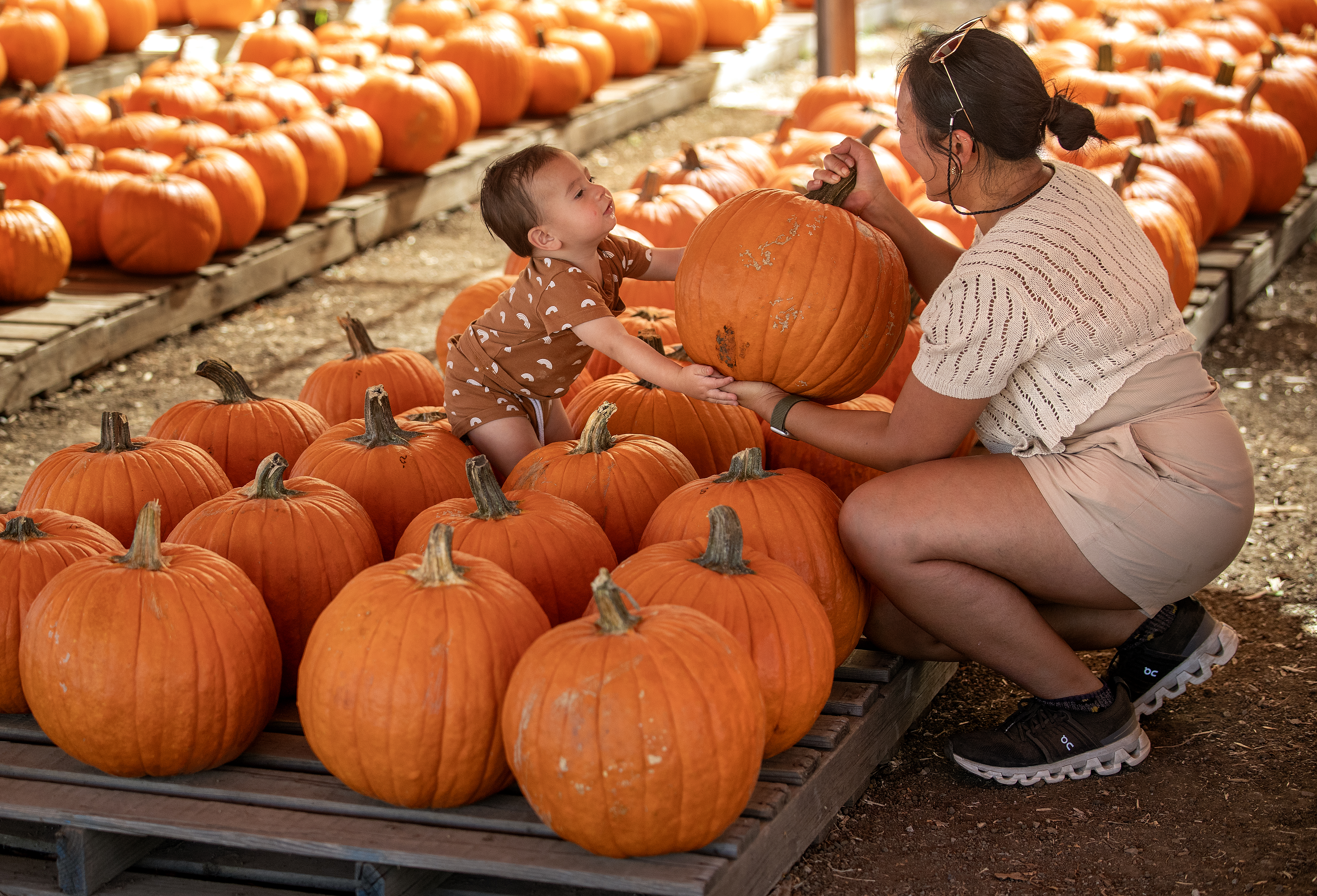 How to pick the perfect pumpkin – NBC Chicago
