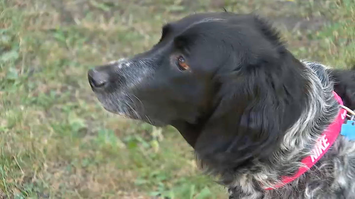 Chicago man reunites with dog taken in stolen vehicle in West Town – NBC Chicago