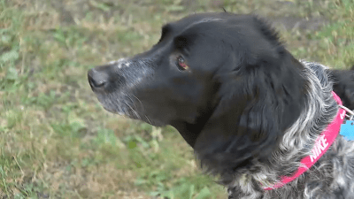 Chicago man reunites with dog taken in stolen vehicle