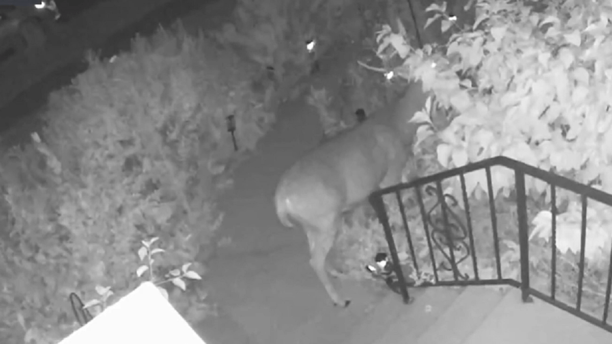 Video shows deer having late-night snack outside suburban home