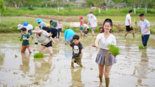 Young Chinese transplanting rice seedlings in a field.