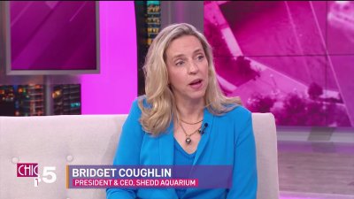 Leading the way: Dr. Bridget Coughlin's vision for Shedd Aquarium