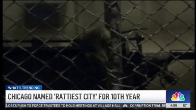 Chicago named ‘rattiest city' for 10th year