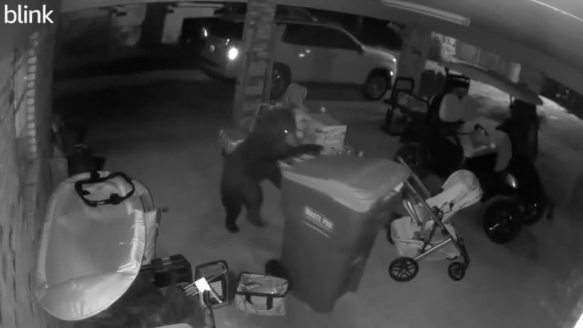 A bear on security camera rolling a trash can