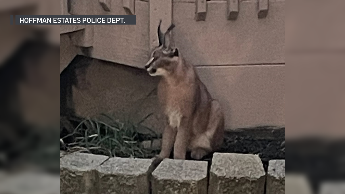 Police searching for wild cat last seen in Hoffman Estates – NBC Chicago