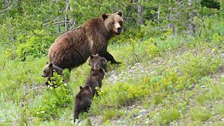 A Grizzly bear named "399" walks with her four cubs along the main highway near Signal Mountain, outside Jackson, Wyo., on June 15, 2020.