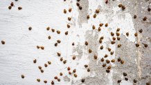 Asian Ladybeetles congregating in large numbers in autumn.