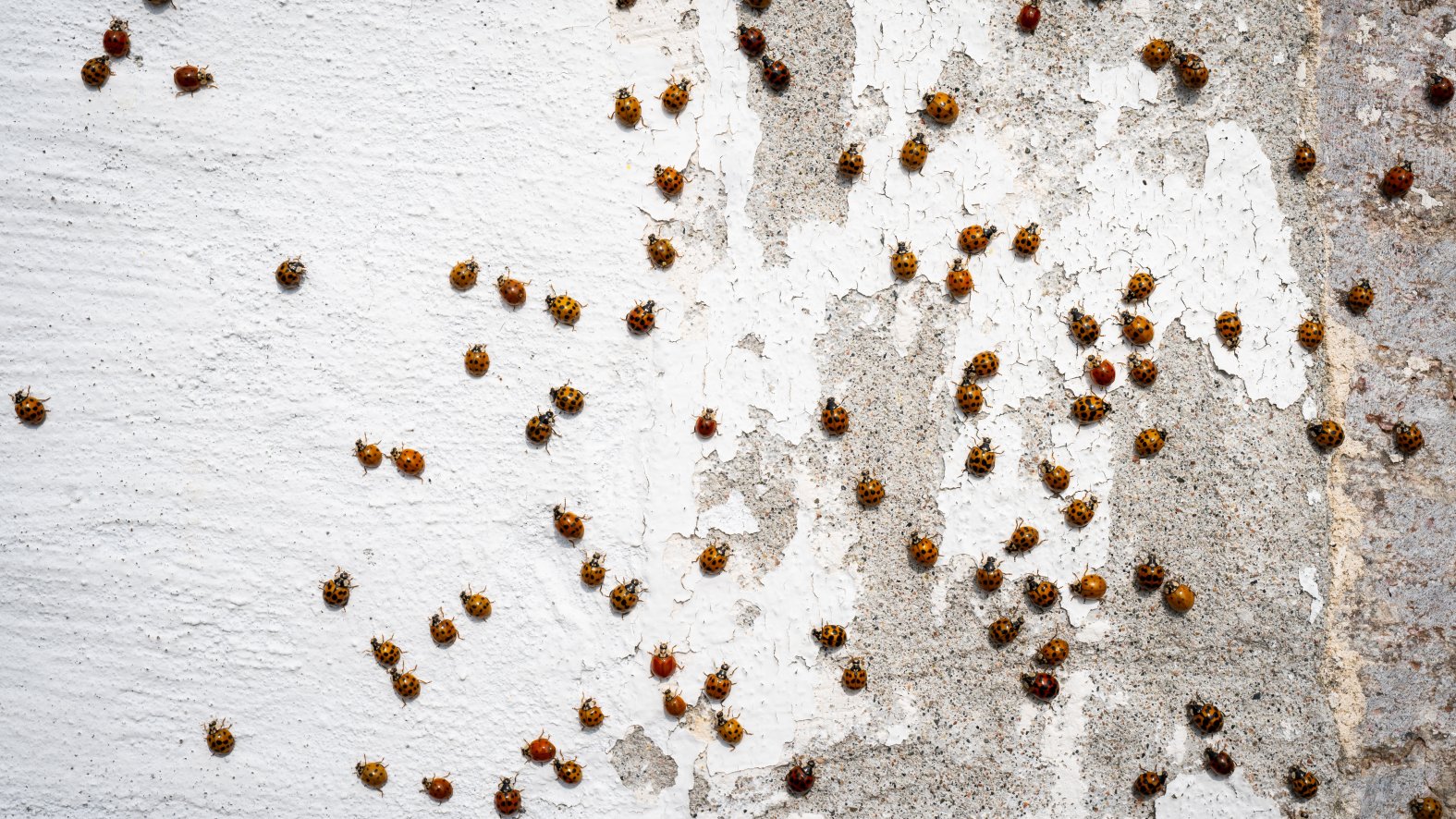 Ladybug Geting Rip Part Lots of ladybugs? What to know about removing them from your home – NBC ...