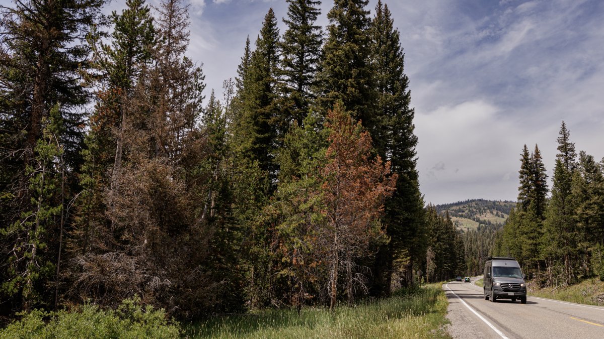 Man’s death initially reported as bear attack deemed homicide NBC Chicago