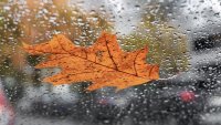 06 November 2023, Hamburg: A fallen autumnal oak leaf lies on a rain-soaked vehicle windshield. Photo: Markus Scholz/dpa/picture alliance/dpa | Markus Scholz (Photo by Markus Scholz/picture alliance via Getty Images)