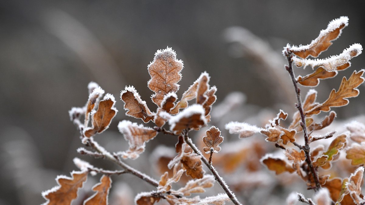 Chicago weather: Freeze warning continues, with 70-degree temperatures on the horizon