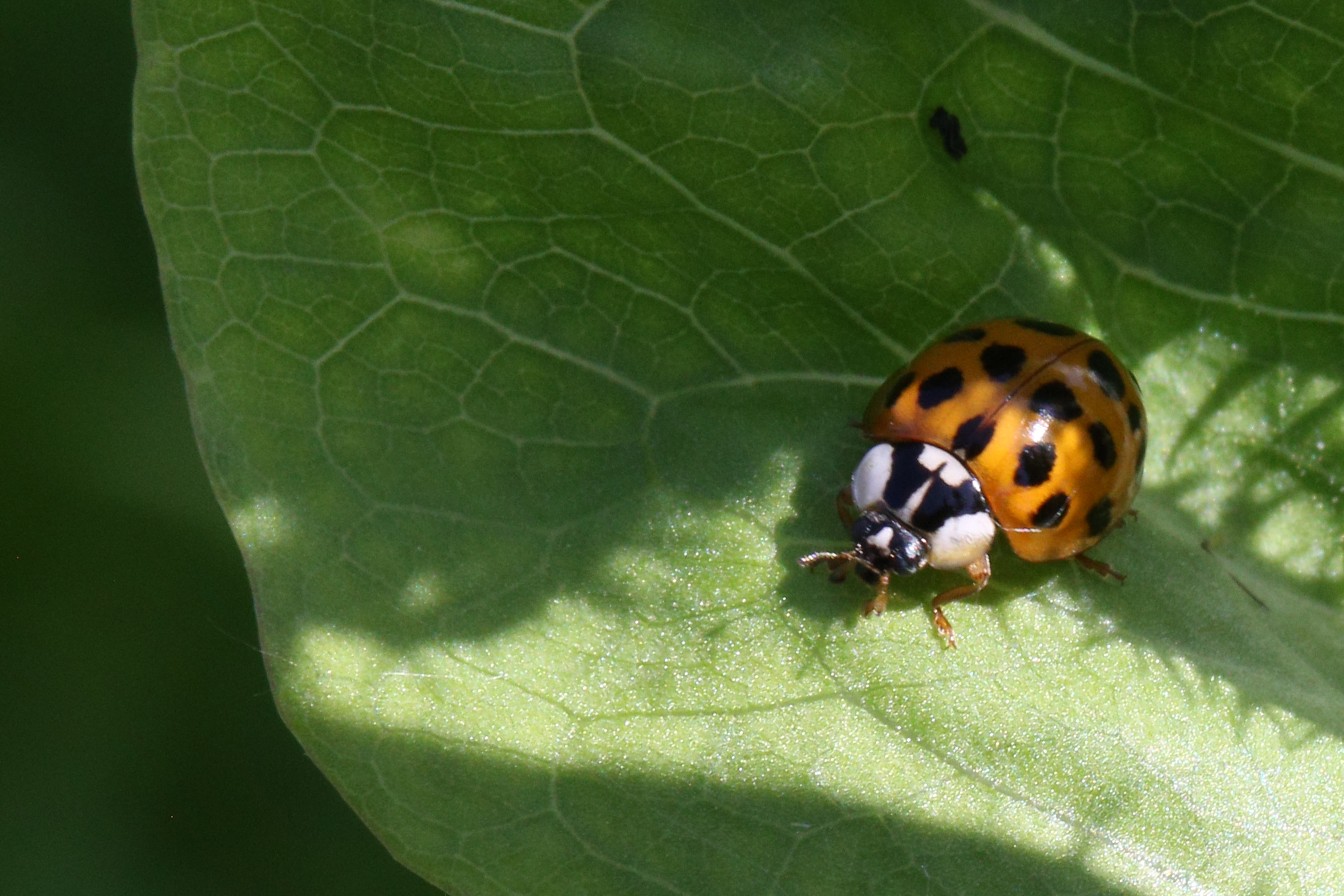 Why Are There So Many Ladybugs? They Might Not Be Ladybugs – NBC Chicago