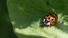 Lots of ladybugs? What to know before you try and remove them from your home