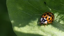 An Asian lady beetle (Harmonia axyridis) is sitting on a leaf in Markham, Ontario, Canada, on July 03, 2023. (Photo by Creative Touch Imaging Ltd./NurPhoto via Getty Images)