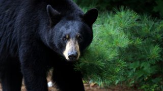 FILE - black bear