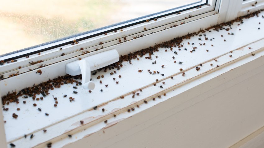 Home infested by Asian Ladybugs and Flies during Automn in Quebec Canada. Picture was taken inside and outside during a beautiful sunny day.