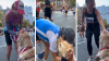 Benny, a Golden Retriever, becomes unlikely cheerleader during the Chicago Marathon