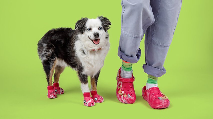 Dog and human wearing Crocs