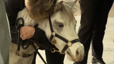 ‘Mane in Heaven' brings therapy horses, joy to area patients