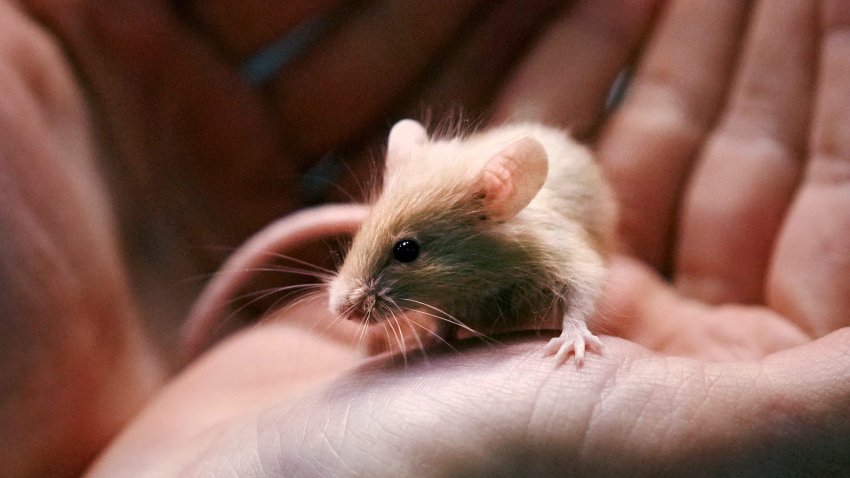 Adoption coordinator Lexi Giannopoulos cradles one of nearly 1,000 fancy mice that were surrendered at the New Hampshire SPCA, Friday, Nov. 15, 2024, in Stratham, N.H.