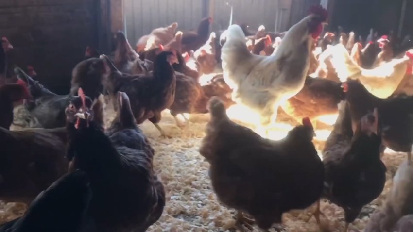 CDC confirms first H5N1 bird flu infection in child