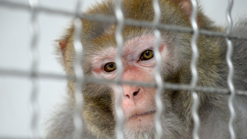 A Rhesus macaque