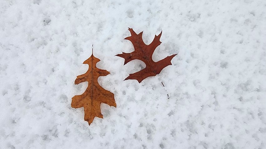 Oak leaves are lying in the snow during a cold and wet foggy day in Toronto, Ontario, Canada, on January 24, 2024. (Photo by Creative Touch Imaging Ltd./NurPhoto via Getty Images)