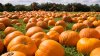 95% of pumpkin crop stolen from Illinois family farm: ‘Incredibly disappointed'