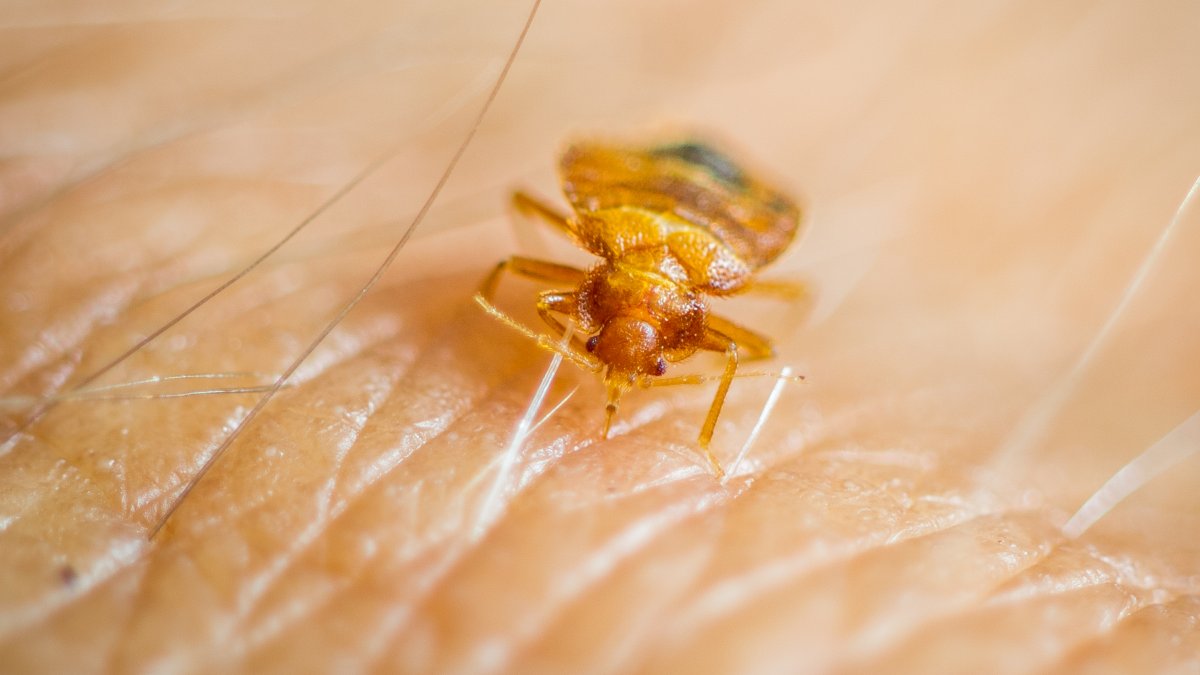 Chicago named Americas most bed bug-infested city for another year