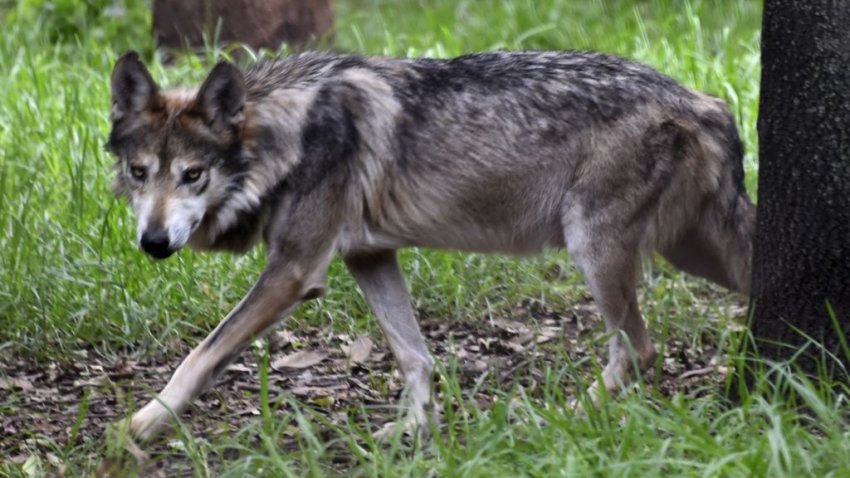 Mexican Wolf