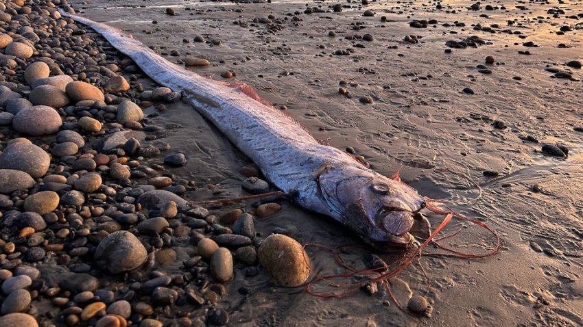 This oarfish washed up in Encinitas in November