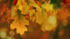 Farmer's Almanac offers predictions for fall 2025. Here's what to know