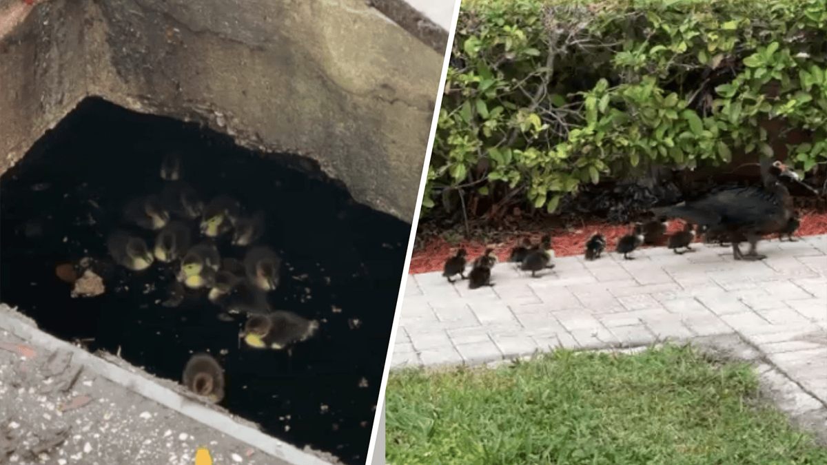 12 ducklings rescued from storm drain by Fort Lauderdale firefighters ...