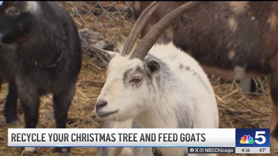 The GOAT of Christmas tree recycling programs? Group now accepting donations