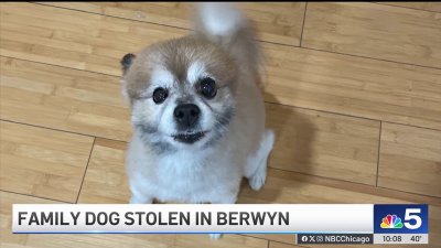 Suburban family pleads for return of dog taken in stolen vehicle