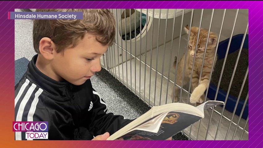 Volunteer Opportunities for Kids: Reading to Animals, Packing Meals, and More