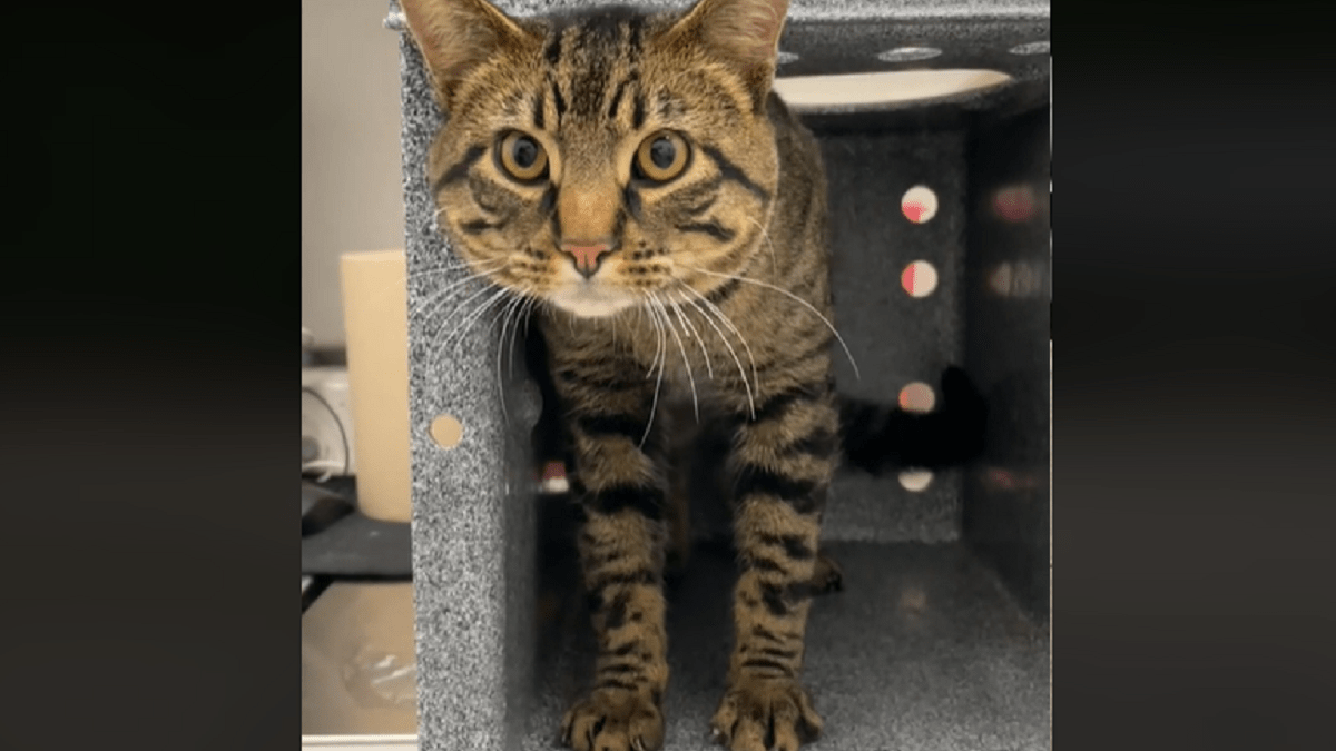 After months of living in Millennium Park, stray cat rescued by PAWS Chicago