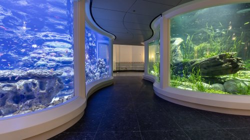 Shedd Aquarium debuts renovated rotunda space – with two massive tanks ...