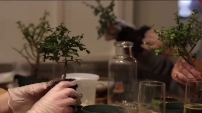 Bonsai meets beer: Inside bonsai workshop at One Lake Brewing