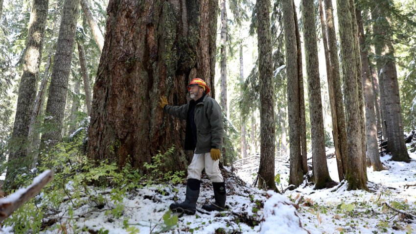 FILE – Peter Beedlow, a scientist at the Environmental Protection Agency, stands among a group of old-growth Noble fir trees in the Willamette National Forest, Ore., Oct. 27, 2023.