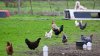 Bird flu Illinois: Latest cases and what you should know as virus spreads