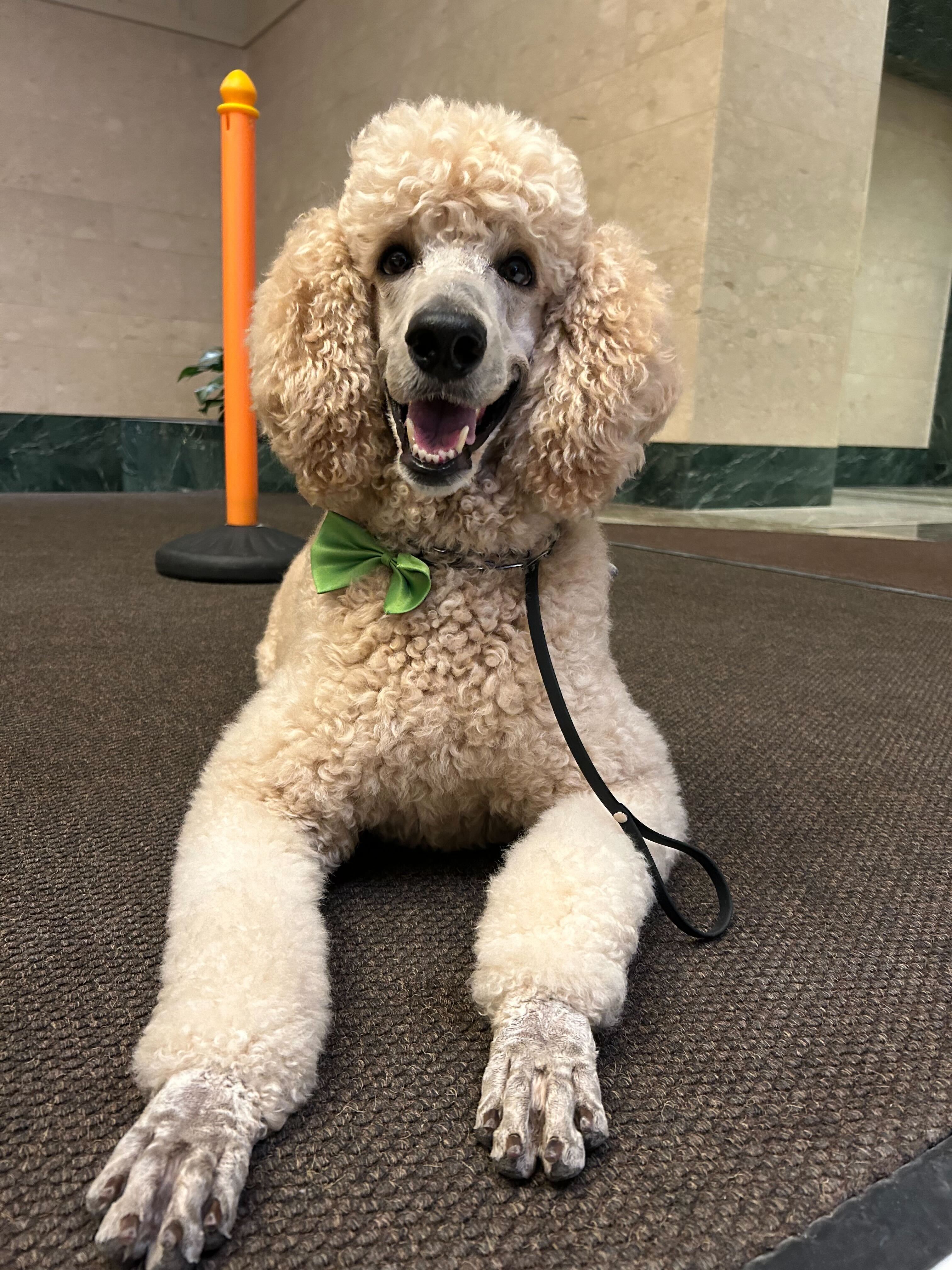 WATCH: Social media star Pappy the Poodle waltzes into NBC Chicago on hind legs